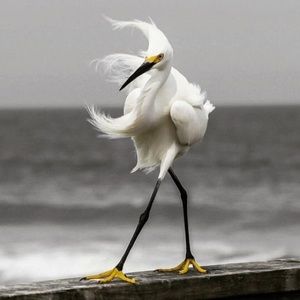 Meet your Posher, James